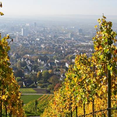 Blick vom Wartberg auf Heilbronn im Herbst mit Weinlaub ©AdobeStock_Regine Ruedinger