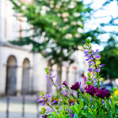 Blumen Aachen ©Canva