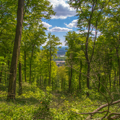 Grünes Waldstück mit Blick nach Bielefeld